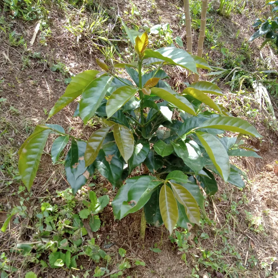 Manos recolectando cerezas de café
