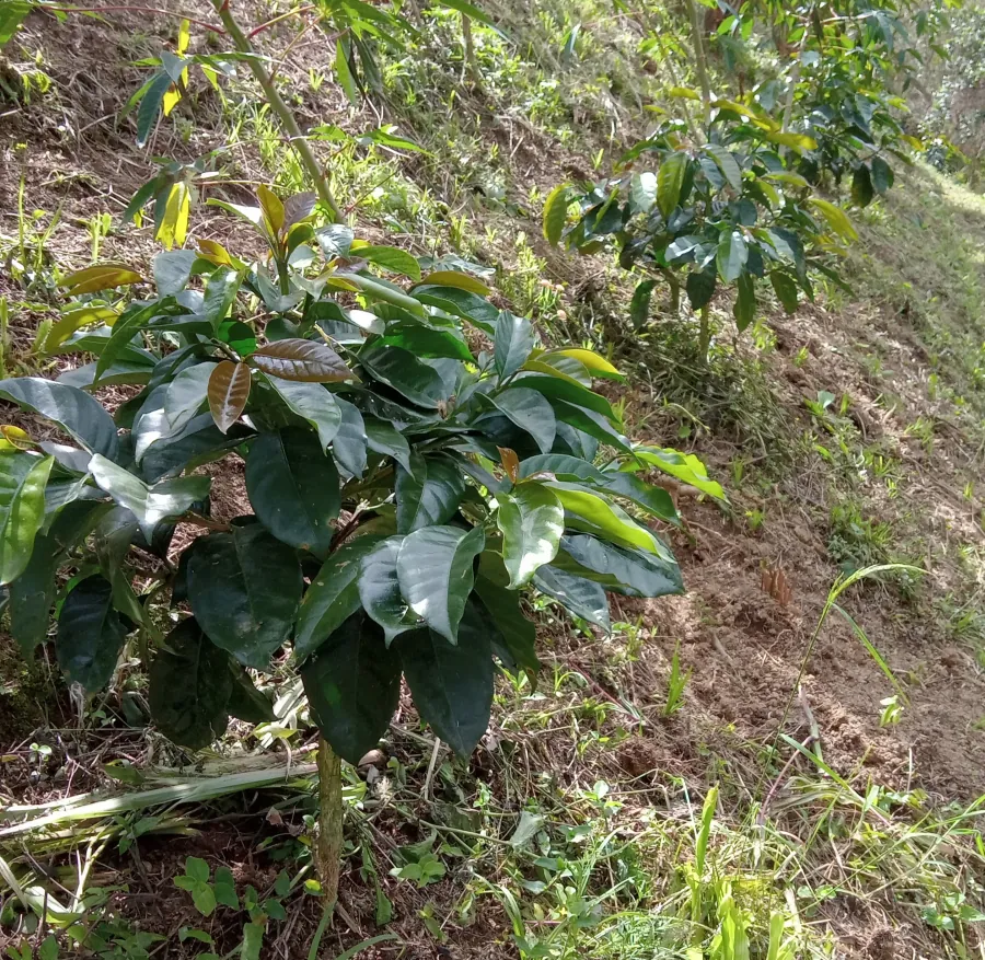 Paisaje de finca cafetera colombiana